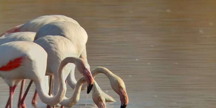 WATCH: Flamboyance of flamingos arrive at  Agamon Hula nature park
