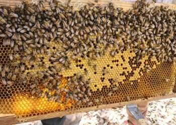 Israeli schoolchildren raise honeybees in spirit of Rosh Hashanah