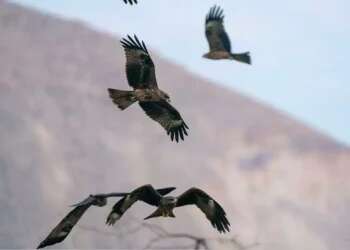 With many victims killed while in hiding, IDF uses birds of prey to locate remains