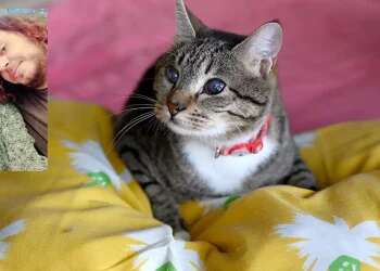 'When Rimon and Yagev return from Gaza, they'll know we had taken care of their pet'