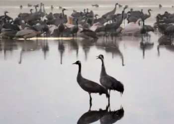 WATCH: Despite war, cranes arrive in Israel's Hula Valley