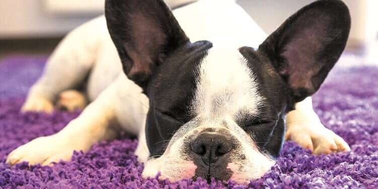 New Delhi yoga enthusiasts get boost of 'puppy love' ahead of Valentine's Day