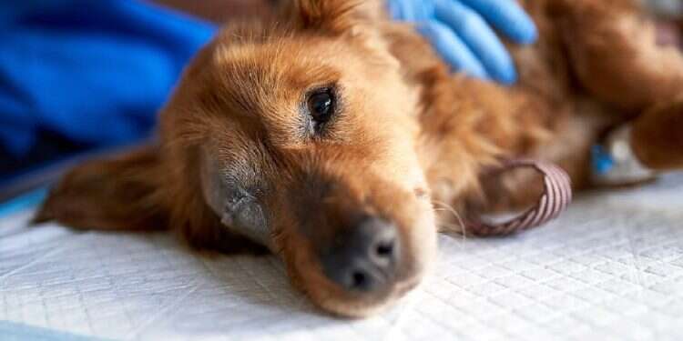 Dog saves owner's life by running miles for help after crash