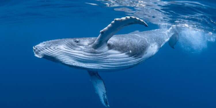 Gray whales