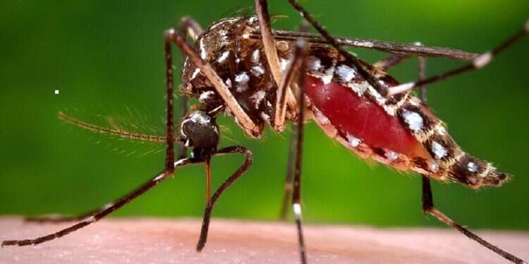 Aedes aegypti mosquito