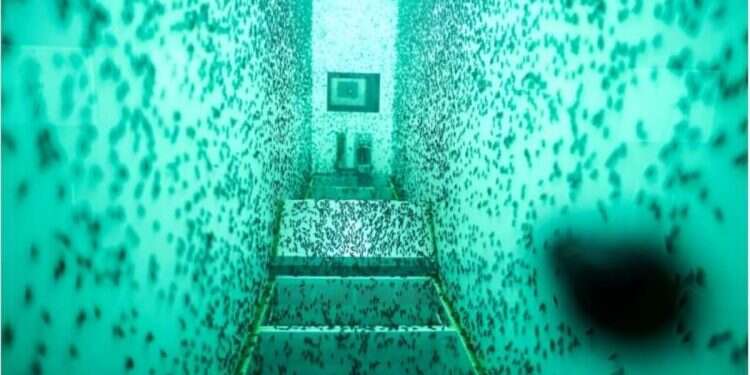 Enorm Factory in Denmark, founded by a pioneering Danish woman, transforms insect farming for livestock feed