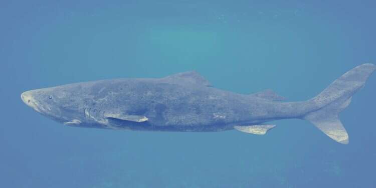 Greenland sharks Greenland sharks