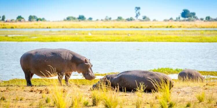 Hippos