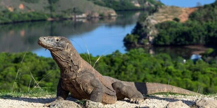 Komodo dragon