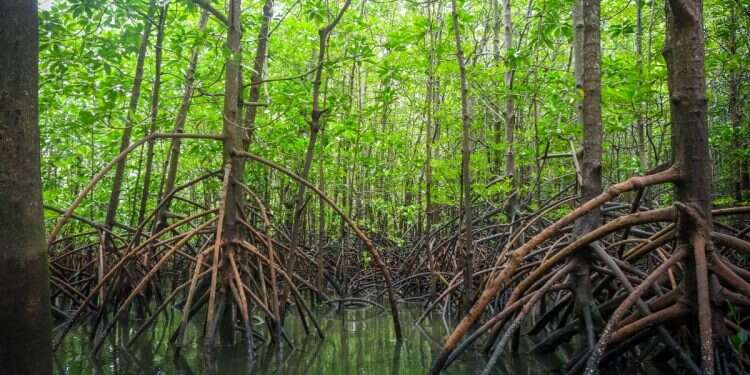 Mangroves Mangroves