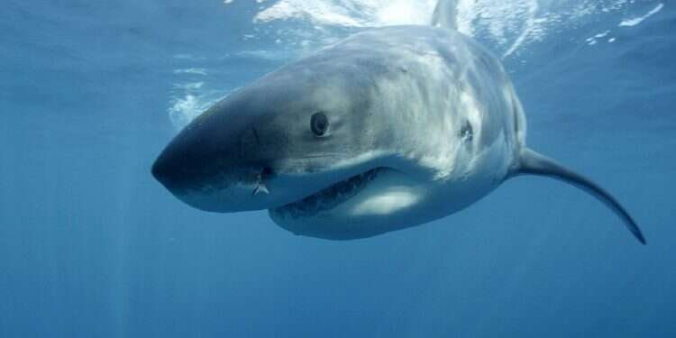 A great white shark swims near Guadalupe Island off the coast of Mexico. Sharks in Brazil test positive for cocaine
