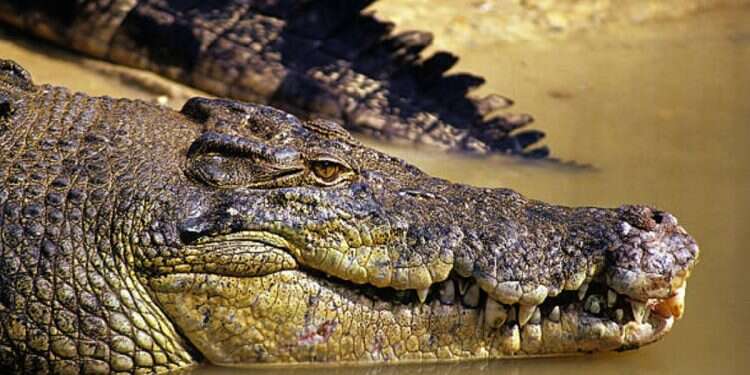 Search underway for 12-year-old feared victim of crocodile attack in Australia