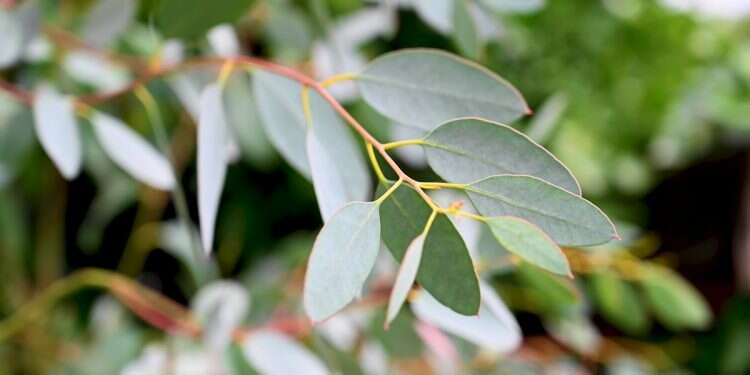 Spiders are especially sensitive to the eucalyptus and menthol scents found in Vicks VapoRub Could this make your home spider free?