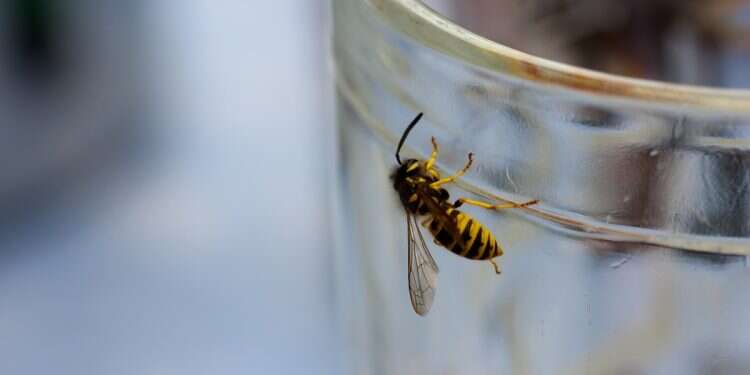Wasp in detail Don't drink and fly: Drunk German wasps threaten Britain