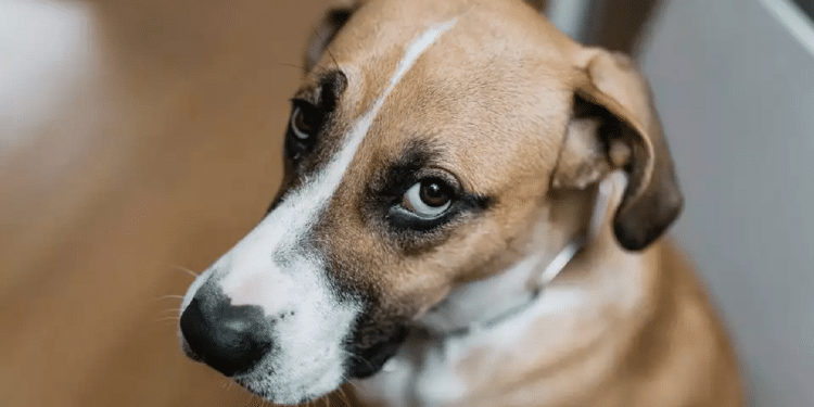 Gone to the dogs: Couple's divorce unleashes battle over pet