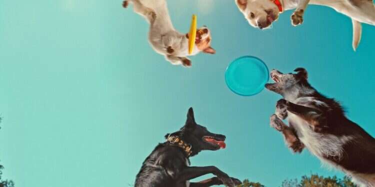 Inside the Mind of a Dog Inside the Mind of a Dog