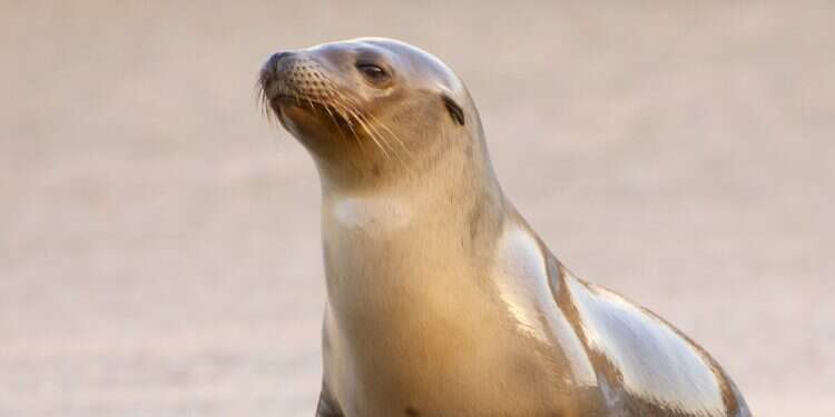 Sea Lion