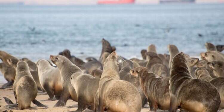 Seals