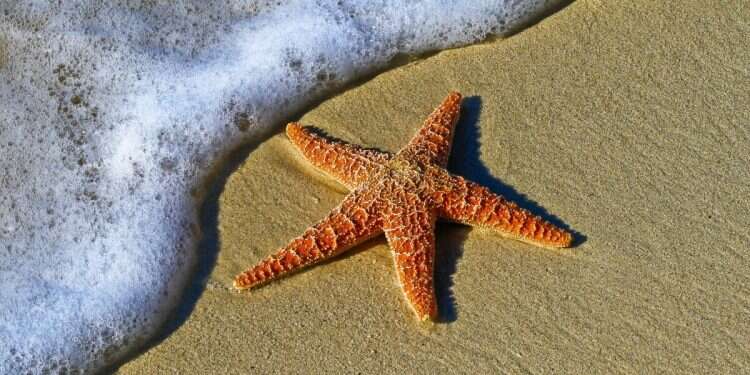 Starfish