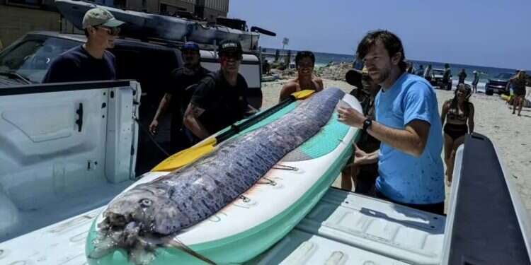 long oarfish