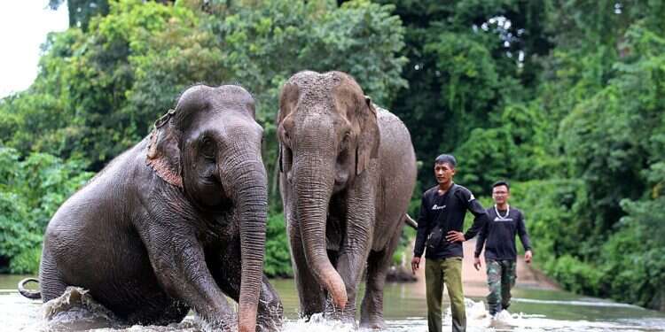 Zimbabwe to kill 200 elephants to feed population amid drought