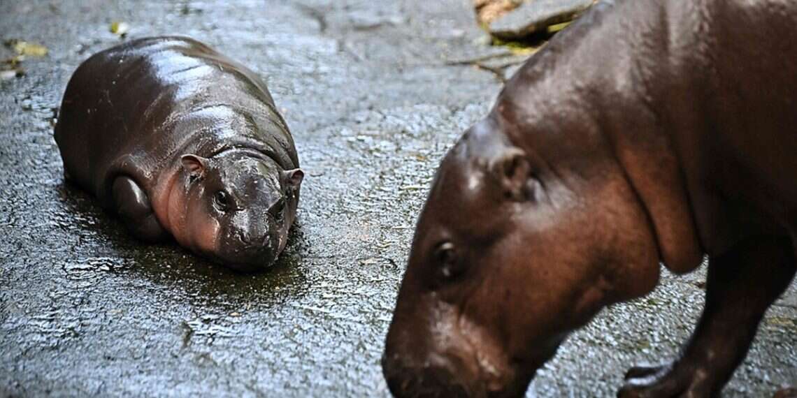 Pink-cheeked baby hippo breaks internet