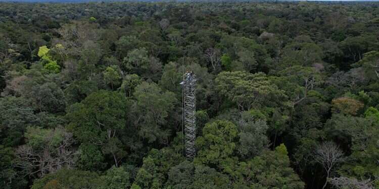 Ancient 'lost cities' come alive in Amazon thanks to laser