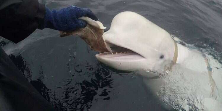 Beloved Russian 'spy' Hvaldimir dies off Norwegian shore