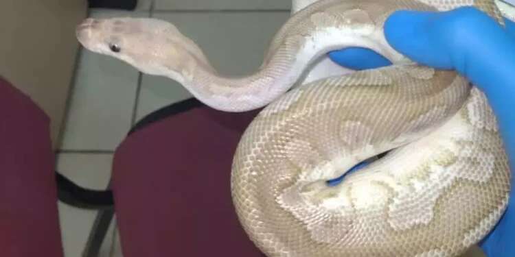 Snakes found at Israel's Ben-Gurion airport shocked authorities Cold-blooded crime: Authorities shocked by airport reptilian discovery