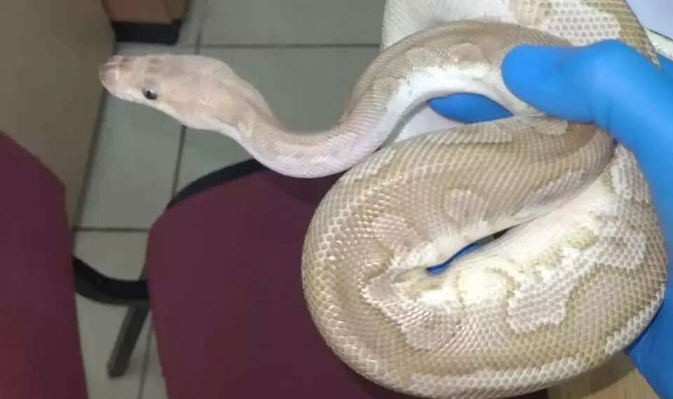 Cold-blooded crime: Authorities shocked by airport reptilian discovery