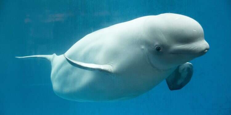 Mysterious whale was Russian military guard dog, scientist reveals