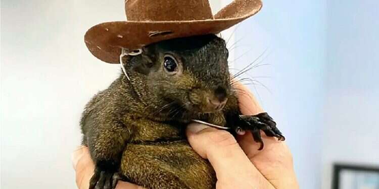 'Trump will save the squirrels': Musk slams viral pet's euthanasia