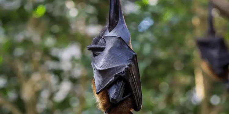 The patient, a volunteer at an association that cares for bats, had been looking after sick and young fruit bats in her home In medical first, Israeli doctors document bat-to-human virus transmission