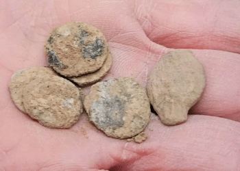 Unearthed rare coins reveal Hasmonean history