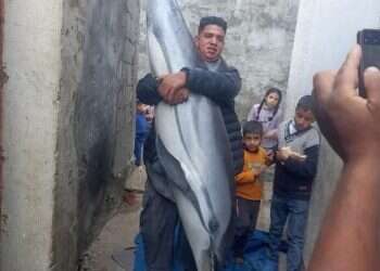 Gaza fishermen show brutal capture of dolphin