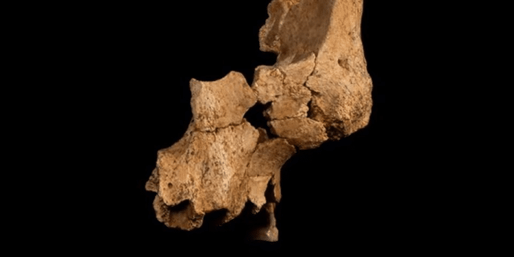 Oldest human facial remains in western Europe discovered in Spain