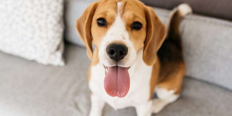 A beagle dog Israeli startup uses dogs to sniff out cancer with 94% accuracy