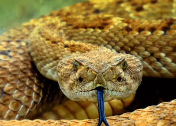 Universal antivenom created from blood of man who survived 200 snake bites