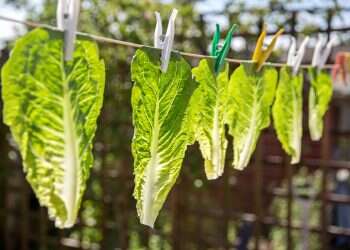 'Biodegradable' disposables? Time to expose the green lie