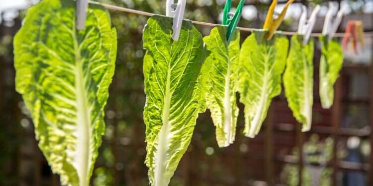 'Biodegradable' disposables? Time to expose the green lie