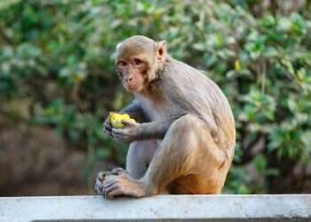 Monkey business: Escaped monkey found for 54th time