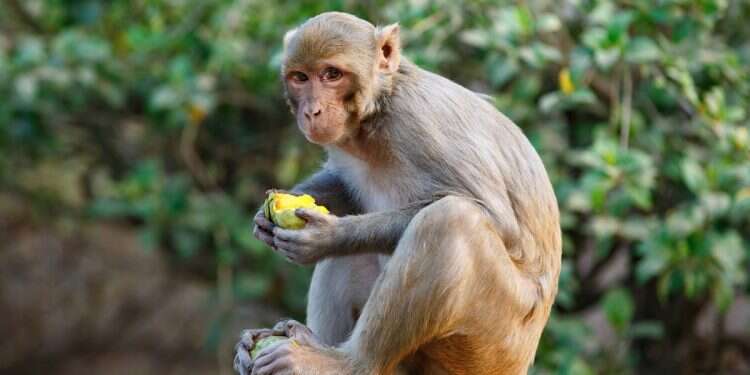 Monkey business: Escaped monkey found for 54th time