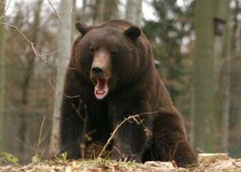 Killer bear relocated to German wildlife after Italian runner tragedy
