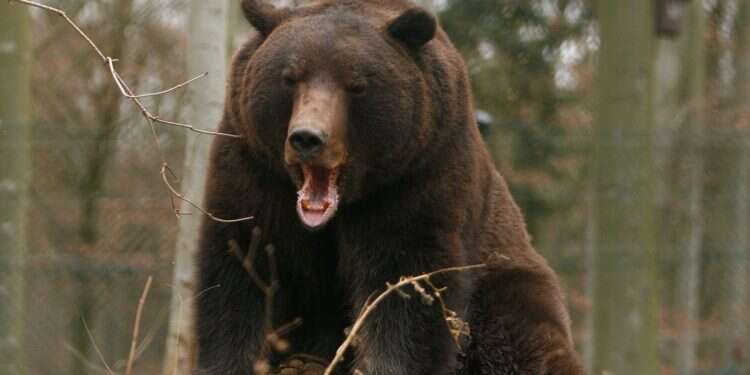 Killer bear relocated to German wildlife after Italian runner tragedy