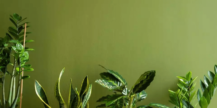 A groundbreaking study from Tel Aviv University has provided the first scientific evidence of acoustic interaction between plants and insects The bug whisperer: Israeli scientists decode nature's hidden language