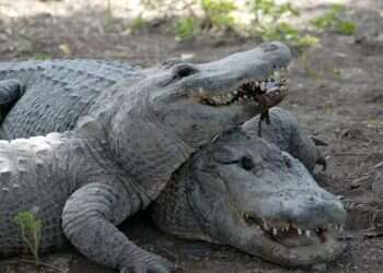 Israel orders emergency killing of 200 starving crocodiles