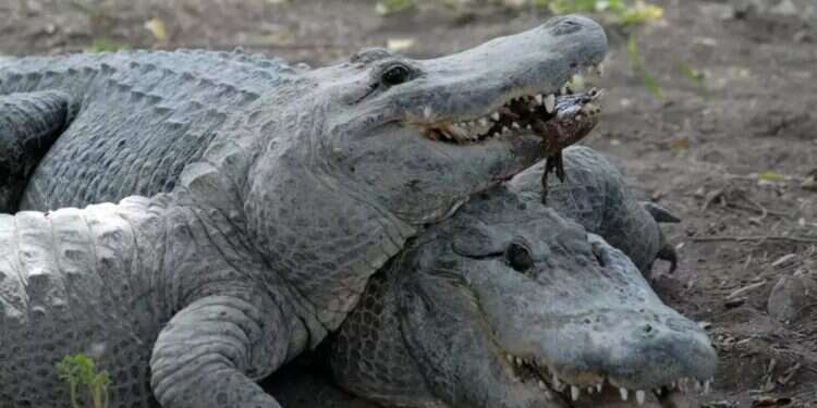 Israel orders emergency killing of 200 starving crocodiles