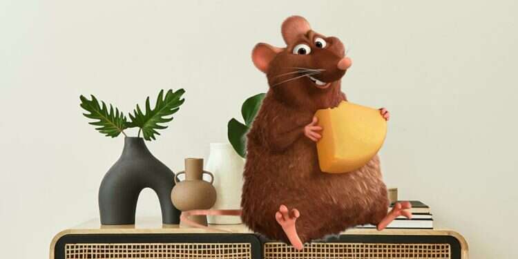 22-inch monster rat found in UK home