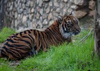 Jerusalem zoo employee killed in fatal tiger attack