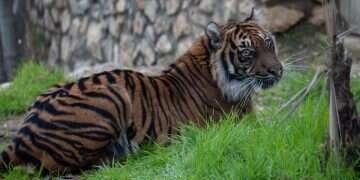 Jerusalem zoo employee killed in fatal tiger attack